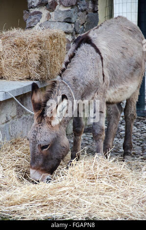 Gray Italian Sardinian Donkey Stock Photo