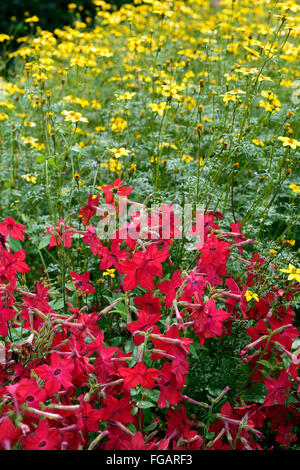 nicotiana perfume red bidens ferulifolia golden eye yellow contrast bedding display annual annuals flowering RM Floral Stock Photo