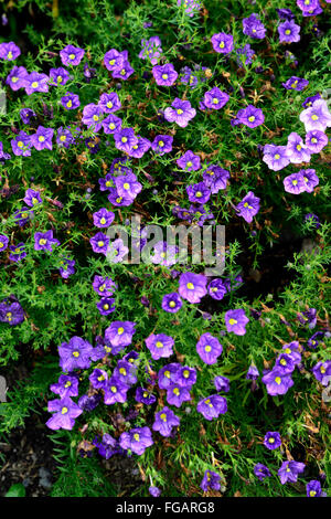 nierembergia hippomanica purple robe Cupflower flower flowers flowering Caerulea var violacea groundcover RM Floral Stock Photo