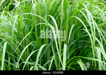 panicum virgatum strictum Old switch panic grass green grasses herbaceous garden gardening ornamental RM Floral Stock Photo