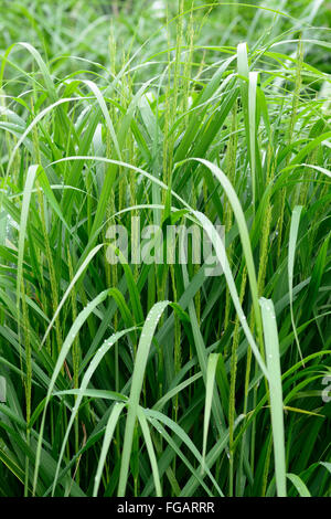 panicum virgatum strictum Old switch panic grass green grasses herbaceous garden gardening ornamental RM Floral Stock Photo