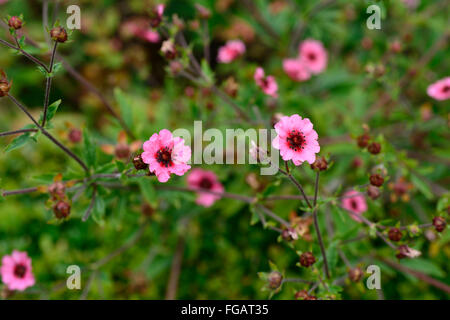 potentilla nepalensis miss willmott Nepal Cinquefoil pink flower flowers flowering perennial Cinquefoils RM floral Stock Photo
