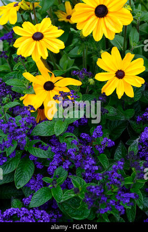 Rudbeckia Indian Summer Heliotrope marine mixed mix flower bed display bloom blossom flower yellow gold RM Floral Stock Photo