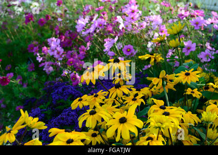 Rudbeckia Indian Summer Heliotrope marine Cosmos sensation mixed mix flower bed display bloom blossom flower yellow gold Stock Photo