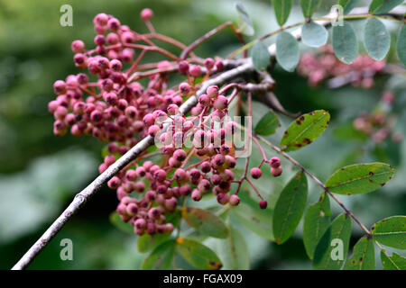 sorbus hupehensis pink pagoda pink berries mountain ash ashes rowan tree trees ornamental RM Floral Stock Photo