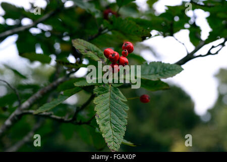 sorbus x thuringiaca fastigiata Whitebeam red berries berry autumn fall tree trees deciduous RM Floral Stock Photo