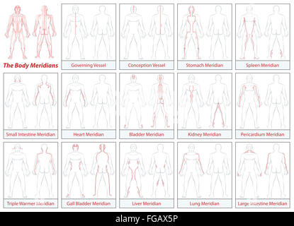 Body meridians - Schematic diagram with main acupuncture meridians and their directions of flow. Stock Photo