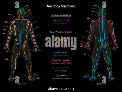 Meridian System Chart - Male Body With Principal And Centerline ...