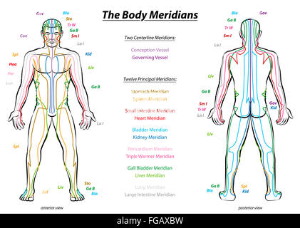 Meridian system chart of TCM (Traditional Chinese Medicine ...