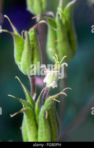 Columbine, seeds ripen in a capsule, Gone to seed Stock Photo