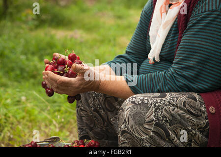 A woman sorts through cherries on a farm in Turkey. Stock Photo