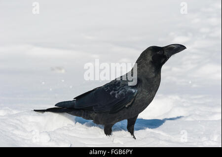 Jungle crow, large-billed or thick-billed crow, Japanese crow, Corvus macrorhynchos japonensis, Rausu, Hokkaido, Japan Stock Photo