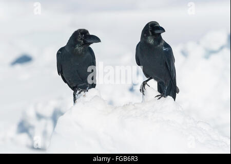 Jungle crow, large-billed or thick-billed crow, Japanese crow, Corvus macrorhynchos japonensis, Rausu, Hokkaido, Japan Stock Photo