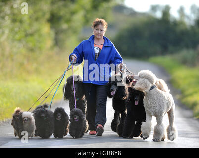 27th  August 2014, Wendy Grady walking her Giant Poodle dogs and pups on a country lane, near Broxburn, West Lothian, Scotland. Stock Photo