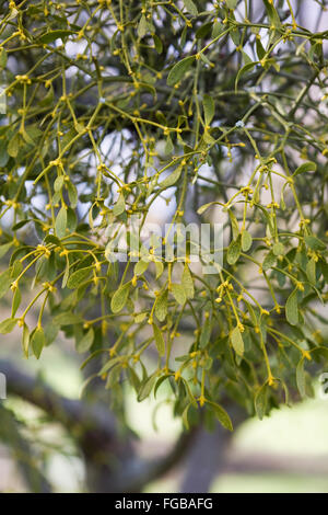 Viscum album.. Mistletoe plant growing on Sorbus Sargentiana Stock Photo