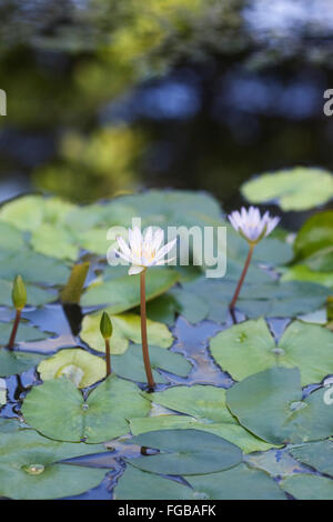 'Nymphaea x daubenyana' 'tropical waterlily' Stock Photo