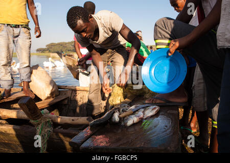 Freshly caught talapia being sold by fishermen, Lake Hawassa, Ethiopia. Stock Photo