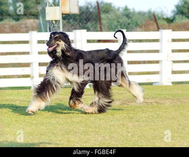 A profile view of a healthy beautiful grizzle, black and tan, Afghan Hound running on the grass looking happy and cheerful. Pers Stock Photo