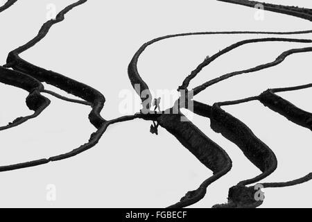 Woman crossing the rice terraces with a heavy load, high key, Duoyishu, Yuanyang County, Yunnan Province, China Stock Photo