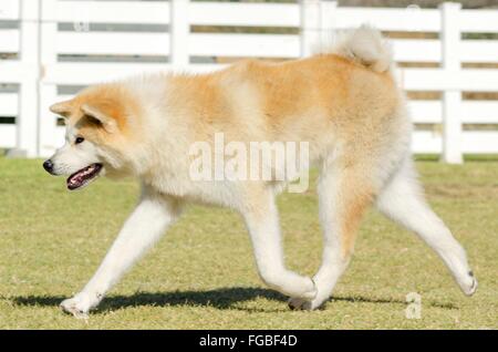 A profile view of a young beautiful white and red Akita Inu dog walking on the grass. Japanese Akita dogs are distinctive for th Stock Photo