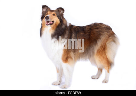 Rough Collie. Adult standing Studio picture against a white background. Germany Stock Photo