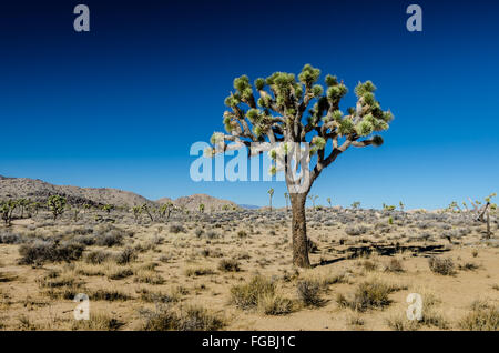 Single Joshua tree on Clear day in southern California Stock Photo