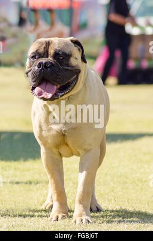 A portrait view of a young, beautiful red fawn, medium sized Bullmastiff dog standing on the grass. The Bullmastiff is a powerfu Stock Photo