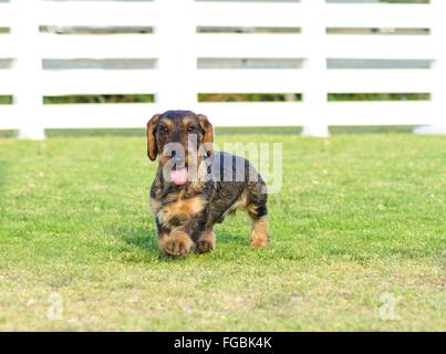 A young beautiful dapple black and tan Wirehaired Dachshund walking on the grass. The little hotdog dog is distinctive for being