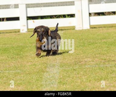 A young beautiful dapple black and tan Wirehaired Dachshund walking on the grass. The little hotdog dog is distinctive for being Stock Photo