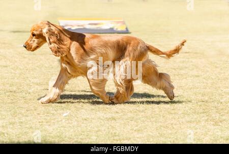 A small, young beautiful fawn, red English Cocker Spaniel dog running on the grass, with its coat clipped into a show cut, looki Stock Photo