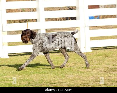 A young, beautiful, liver, black and white ticked German Wirehaired Pointer dog walking on the grass. The Drahthaar has a distin Stock Photo