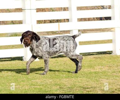 A young, beautiful, liver, black and white ticked German Wirehaired Pointer dog walking on the grass. The Drahthaar has a distin Stock Photo