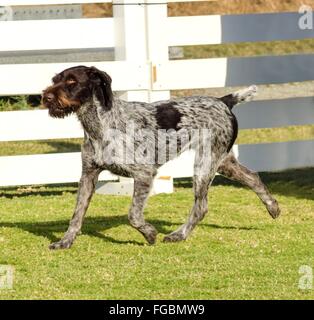 A young, beautiful, liver, black and white ticked German Wirehaired Pointer dog walking on the grass. The Drahthaar has a distin Stock Photo