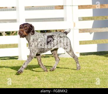 A young, beautiful, liver, black and white ticked German Wirehaired Pointer dog walking on the grass. The Drahthaar has a distin Stock Photo