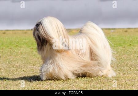 A small young light tan, fawn, beige, gray and white Lhasa Apso dog with a long silky coat running on the grass. The long haired Stock Photo