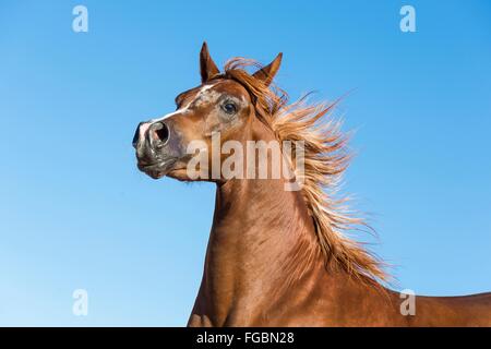 Arabian Horse. Portrait of chestnut stallion with mane flowing. Egypt Stock Photo