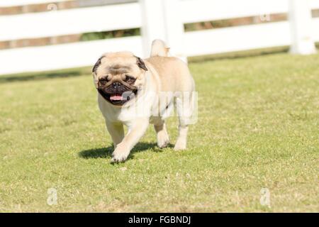 A small, young, beautiful, fawn Pug with a wrinkly short muzzled face running on the lawn looking playful and cheerful. The chin Stock Photo