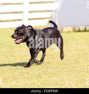 A small, young, beautiful, black Staffordshire Bull Terrier walking on the grass looking playful and cheerful. English Staff dog Stock Photo