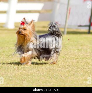 A small gray black and tan Yorkshire Terrier dog walking on the grass, with its head coat braided. The yorkie is a companion dog Stock Photo