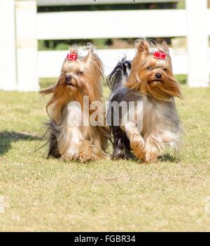 A portrait view of two small gray black and tan Yorkshire Terrier dog walking on the grass, with their head coat braided. The yo Stock Photo