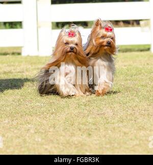 A portrait view of two small gray black and tan Yorkshire Terrier dog walking on the grass, with their head coat braided. The yo Stock Photo