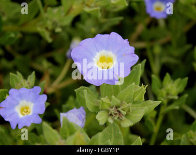 Nolana paradoxa, Chilean bellflower, ornamental herb with spreading plants and blue flowers with white base and yellow center Stock Photo