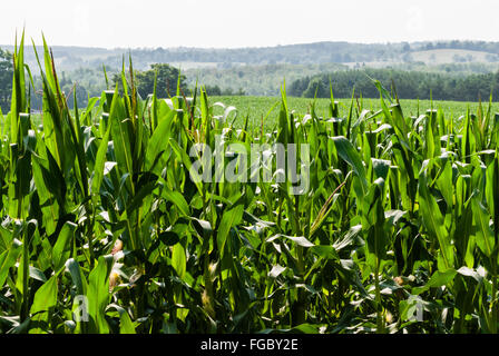 Large lush green field of corn receding into distant partly forested hills, with nearby corn plants in foreground. Stock Photo