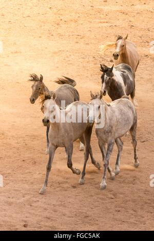 Arabian Horse. Herd trotting in the desert at sunset Egypt Stock Photo ...