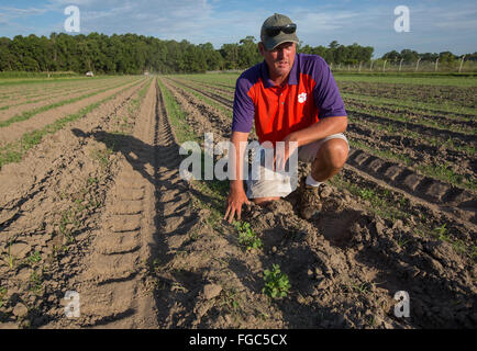 Farmer in vegetable farm. Stock Photo