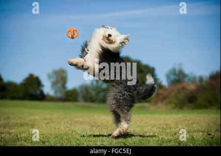 Old English Sheepdog. Adult jumping in order to fetch a toy. Germany Stock Photo