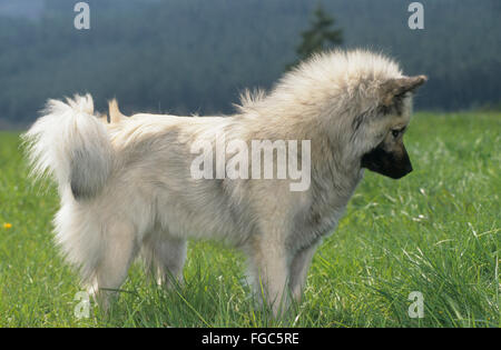 Eurasier, Eurasian. Adult dog watching something in grass. Germany