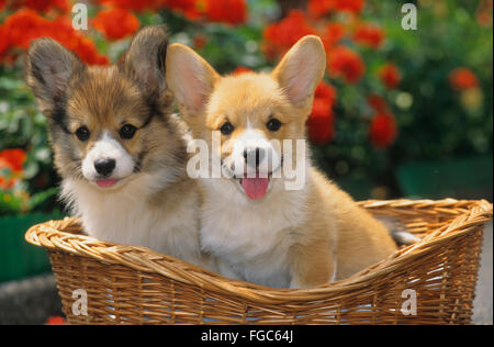 Welsh Corgi Pembroke. Two puppies in a wicker basket. Germany. Stock Photo