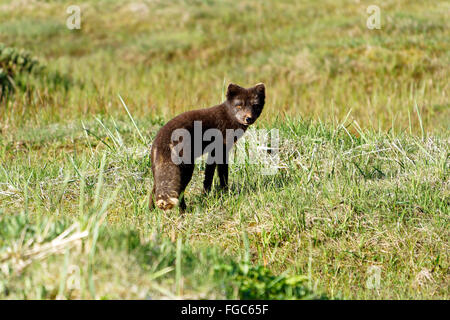 Arctic Fox (Alopex lagopus), Westfjords, Iceland., Europe Stock Photo
