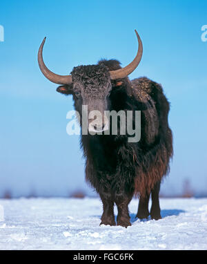 Domesticated Yak (Bos mutus). Adult standing on snow. Germany Stock Photo